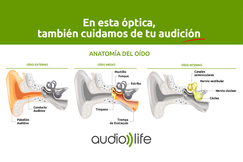 ANATOMÍA DEL OÍDO